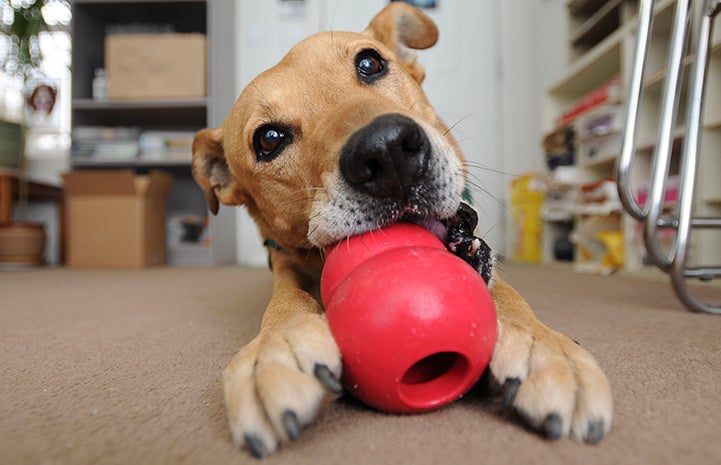 Ogy the dog chewing on a Kong