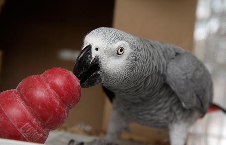 Cody the African grey parrot chewing on a Kong