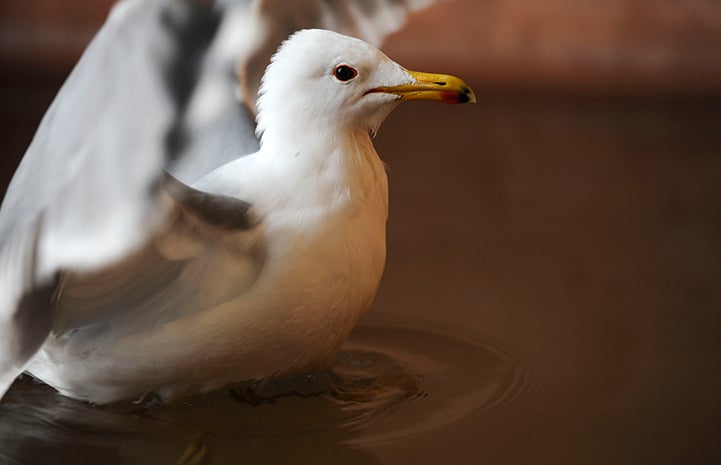 The injured California gull was rescued from nearby St. George, Utah
