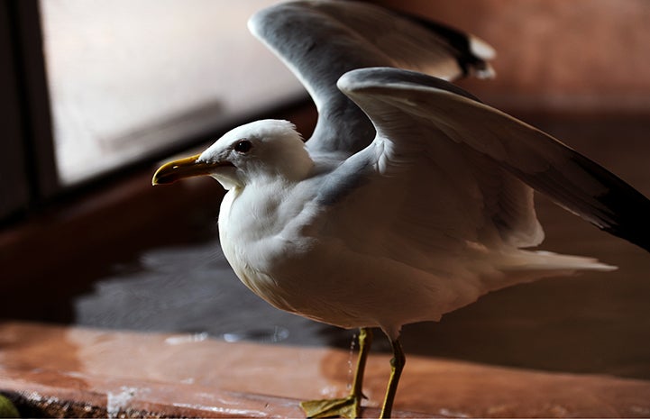 after some time in the large flight aviary at Wild Friends where he can fully regain his flight strength, the California gull will be all ready to go