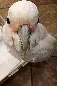 Nicky the Goffin's cockatoo parrot who is an older bird