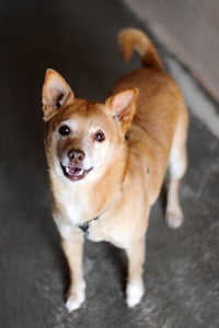 ChiChi, the seven-and-a-half-year-old shiba inu mix