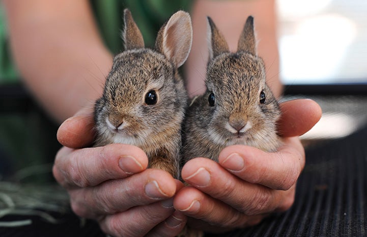 Who needs a bird in the hand? Bunnies are much better.