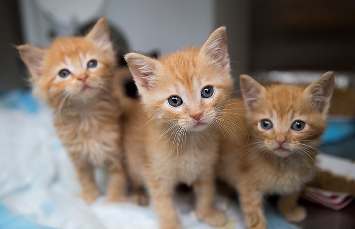 An orange trio of cuteness.