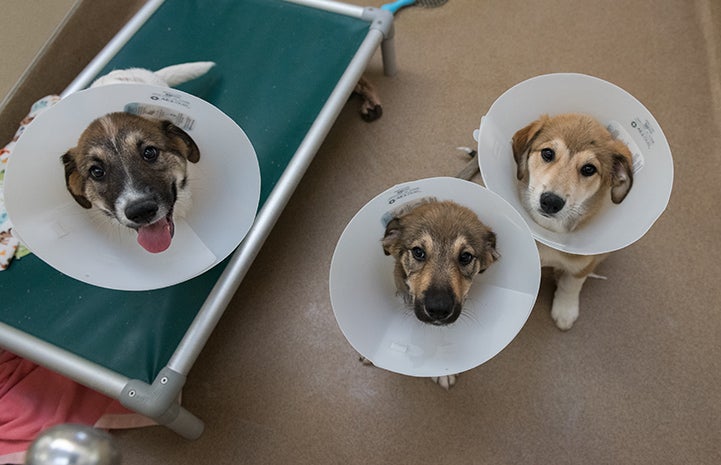 The only thing worse than the cone of shame is three cones of shame.