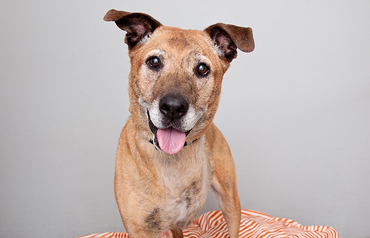 Coco, the senior three-legged Labrador retriever, just needed to wait for her forever home