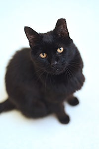 Edward the elderly black cat