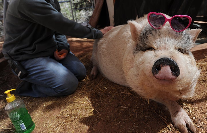 First day of summer, putting sunscreen on Hazel the pig who is wearing sunglasses