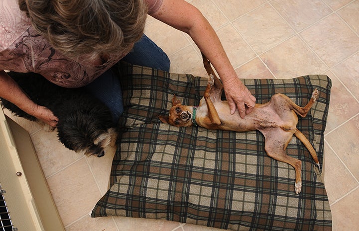 Dog grateful for belly rubs at Thanksgiving