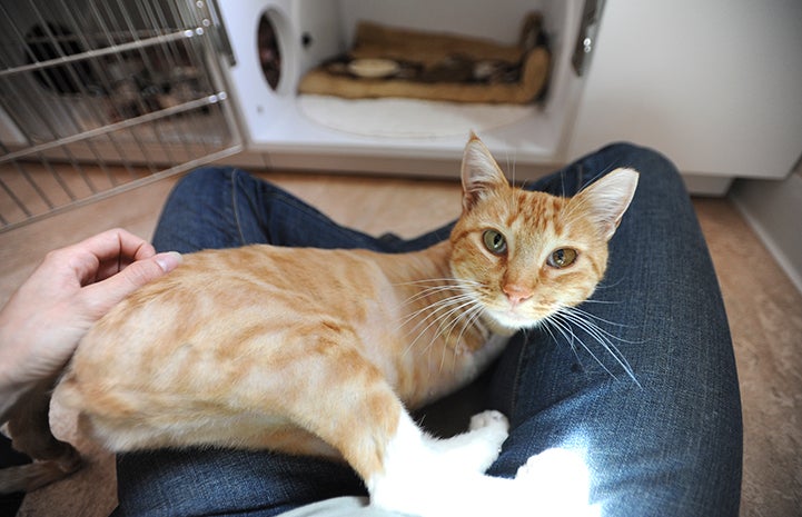 Cat thankful for a lap at Thanksgiving