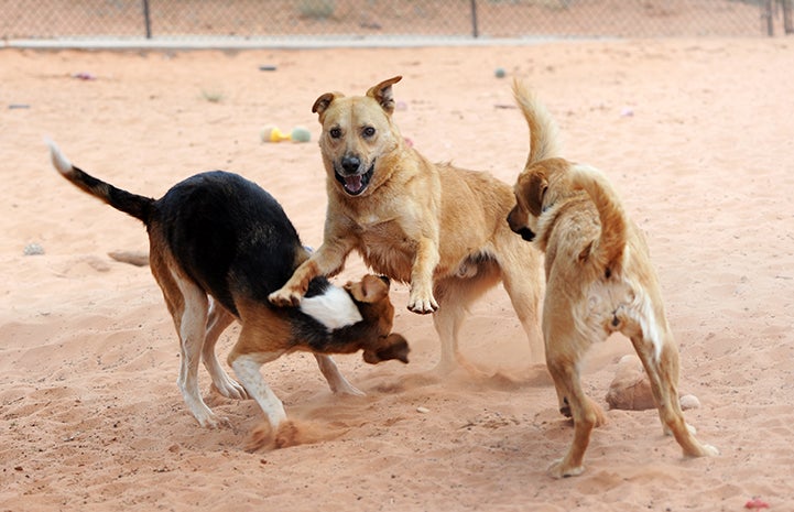 Dogs thankful for friends to play with at Thanksgiving