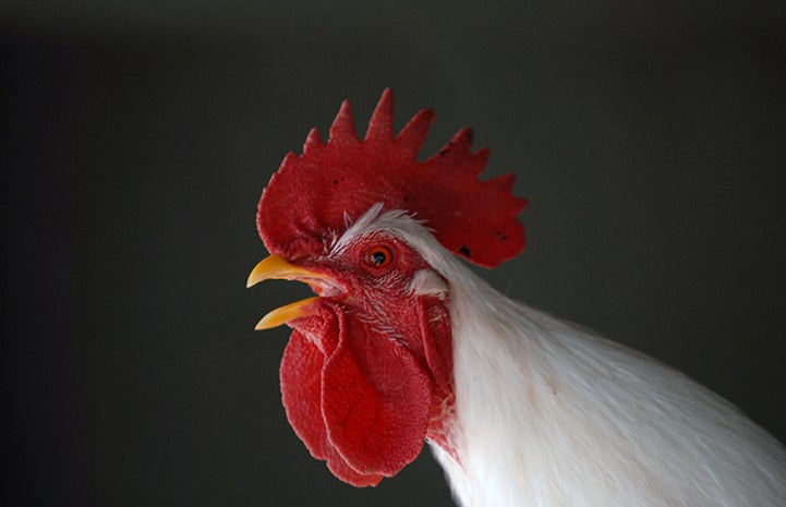 Rooster thankful for a place to crow at Thanksgiving