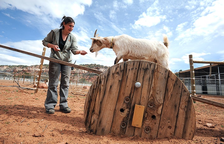 Goat thankful for agility equipment at Thanksgiving