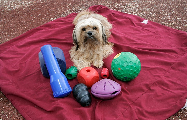 Dog grateful for toys at Thanksgiving
