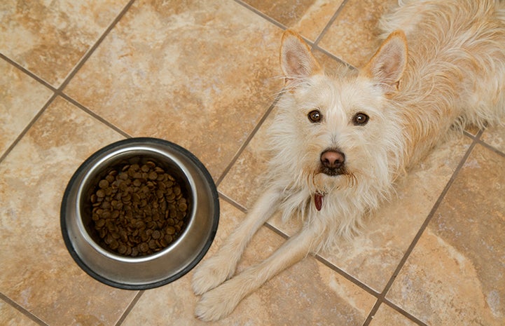Dog grateful for a bowl of food at Thanksgiving