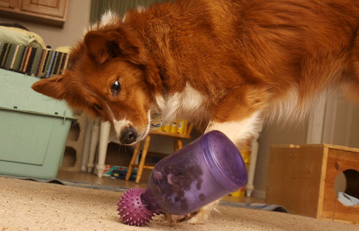 Dog grateful for a food puzzle toy at Thanksgiving