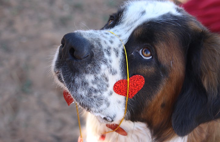 Some folks wear their hearts on their sleeves. I prefer to wear mine on my nose.
