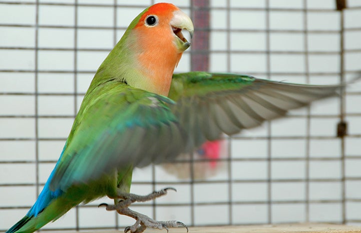 Did someone say lovebird?