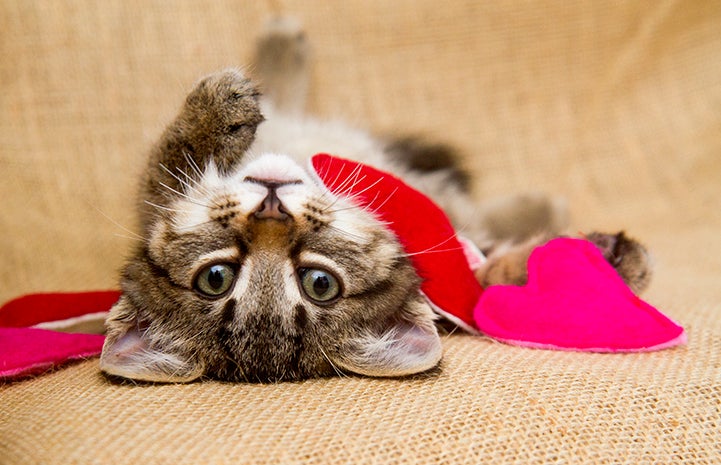 I’m head over heels in love with you.