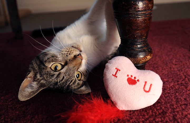 Any pretty face can catch your eye, but it takes someone special to catch your heart.