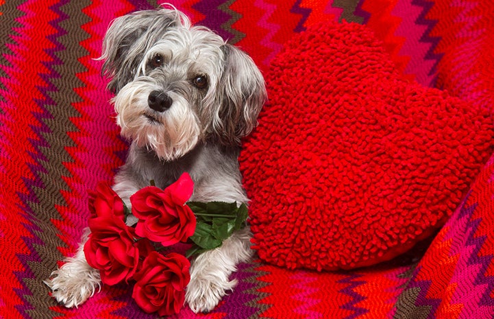 Roses are red, violets are blue. Please choose adoption, when you add to your zoo.