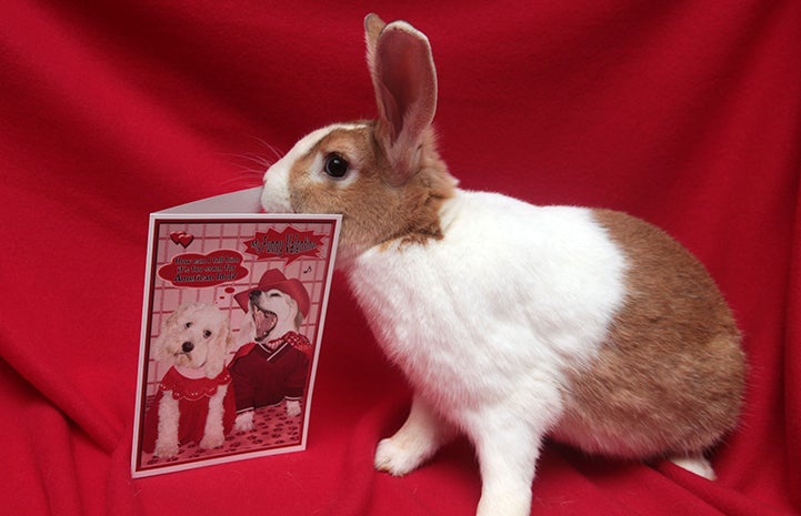 Ooh, some bunny loves me.