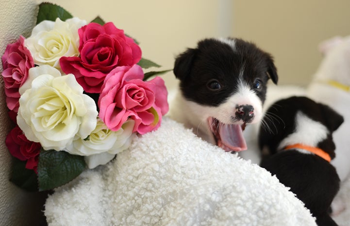 Nothing says “I love you” like a puppy kiss.
