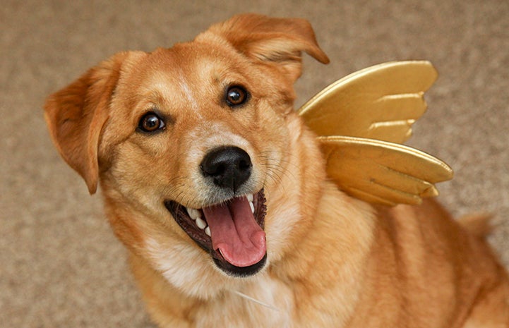 Don’t worry: Cupid is here to help you make a love connection.