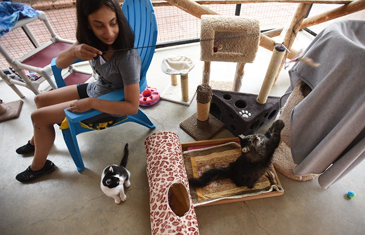 Hailey Shah volunteering at Cat World