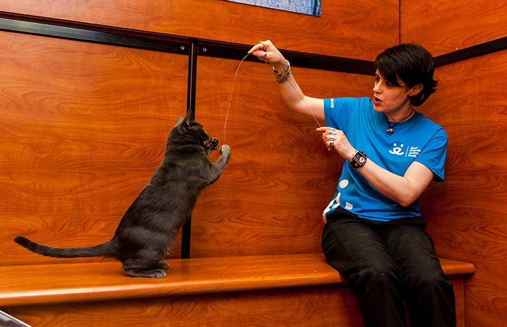 Volunteer Stephanie Etherton playing with Petunia the cat