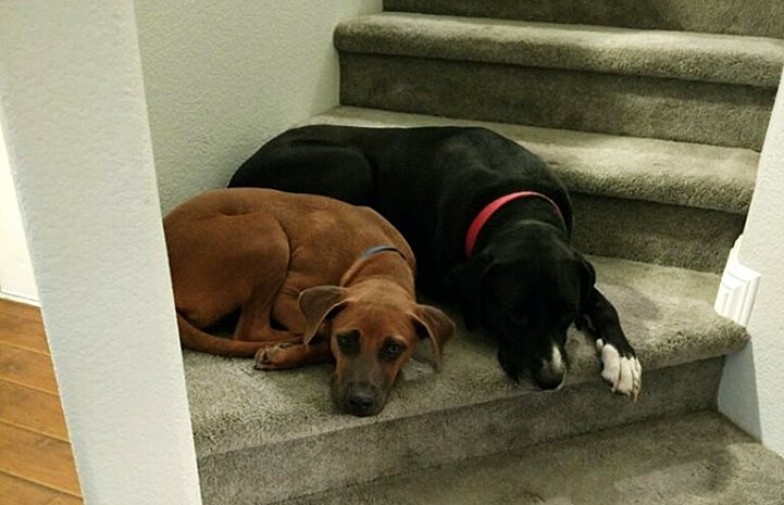 Conrad the pit bull mix is now pals with Rocky