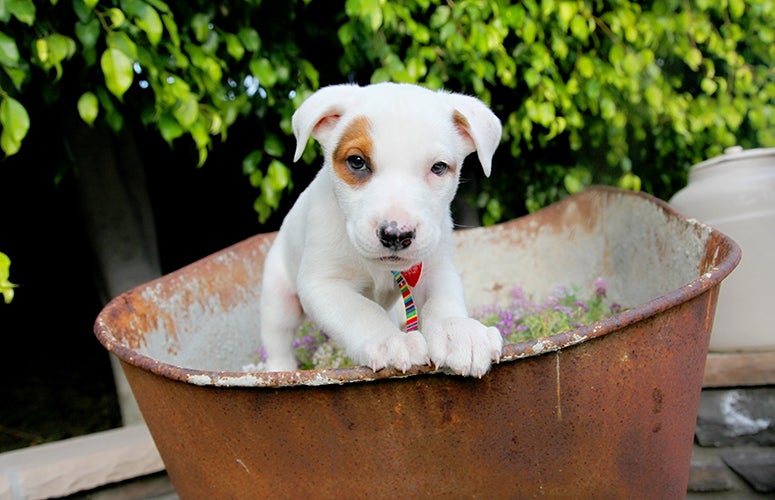 Pitbull puppy pile Pitbull puppy pile