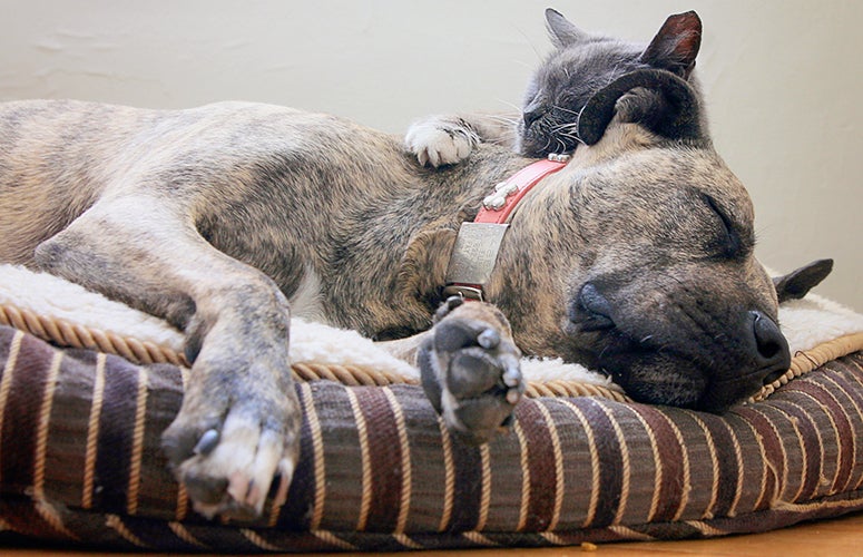Pitbull and cat Pitbull and cat