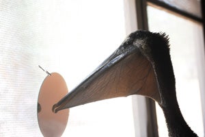 The young pelican stands by the windowsill