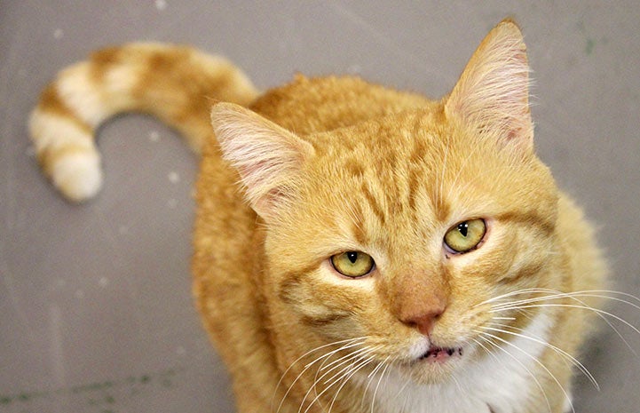 Horatio the orange tabby cat