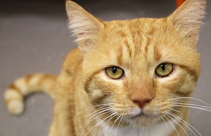 Horatio was just waiting for the right person to adopt him
