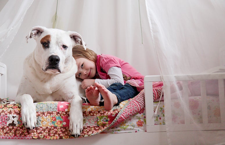 Pitbull and child Pitbull and child