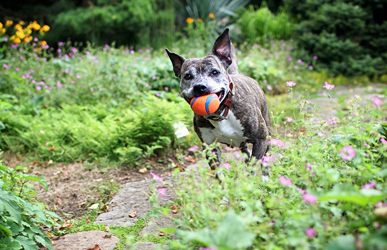 Pitbull outside Pitbull outside