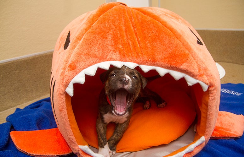 Pitbull puppy pile Pitbull puppy pile