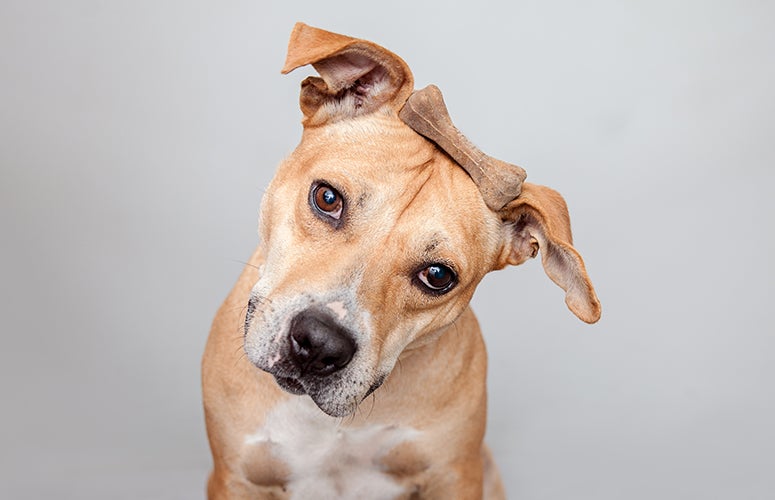 Pitbull with stuff on head Cute picture of pitbull with stuff on head