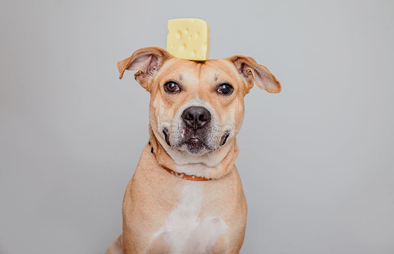 Pitbull with stuff on head Pitbull with stuff on head