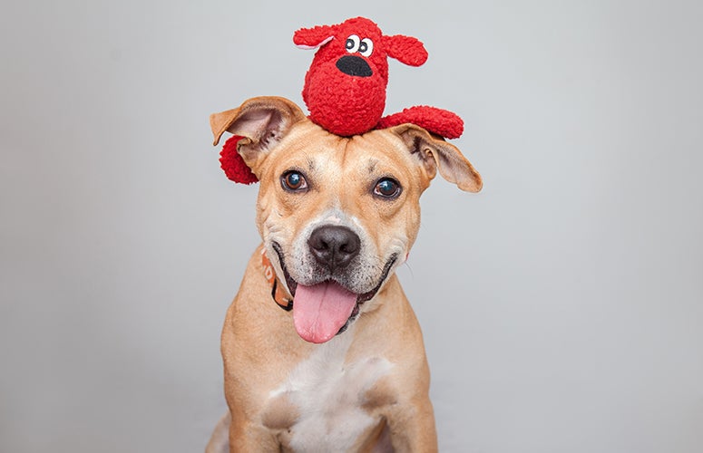 Pitbull with stuff on head Pitbull with stuff on head