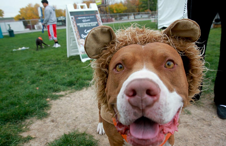 Picture of a pitbull dressed up like lion