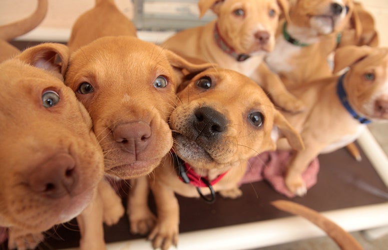 Pitbull puppy pile Pitbull puppy pile