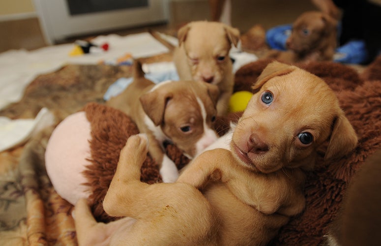 Pitbull puppy pile Pitbull puppy pile