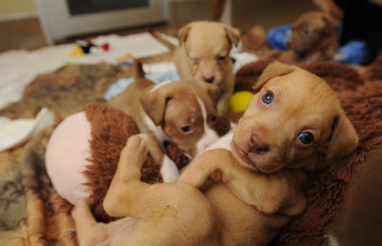 Pitbull puppy pile