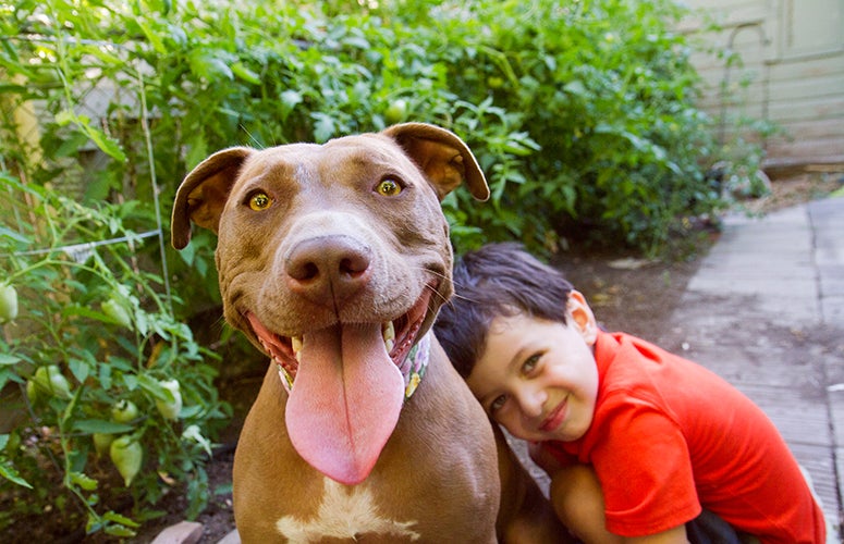 Little boy and pitbull Little boy and pitbull