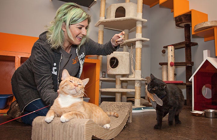 Samantha Bell DiGenova playing with some cats