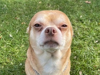 Tan chihuahua standing in grass looking at camera with squinted eyes