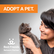 Adoption photo for Instagram cat